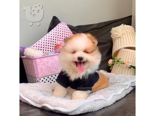 Κουτάβια Pomeranian